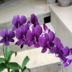 Dendrobium Mana Blue